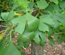 Blad Ginkgo biloba 
