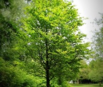 Rondbladige dwergbeuk in parktuin