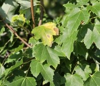 Acer rubrum 'October Glory' - Amerikaanse esdoorn - 4