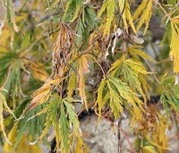 Acer palmatum 'Dissectum' - Japanse esdoorn 'Dissectum' - 4