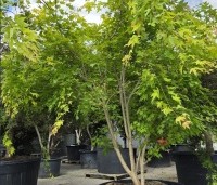Acer shirasawanum 'Jordan' - Japanse Goud-Esdoorn 'Jordan' - 1