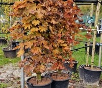 Acer platanoides 'Crimson Sentry' - Roodbladige Noordse Esdoorn - herfst