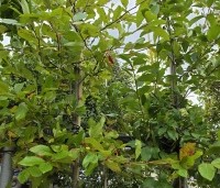 Nyssa sylvatica - Zwarte tulepoboom - 1