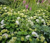 Hydrangea Forever & Ever White - Hortensia Forever & Ever White - 1