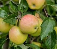 Malus dom. 'Pinova' - Malus dom. 'Pinova' - 1