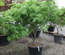 Acer Japonica 'Aconitifolium'