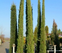 Cupressus sempervirens
