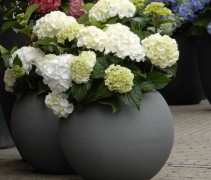 Hortensia Forever & Ever White prachtig in bakken op het terras of in de border van uw tuin