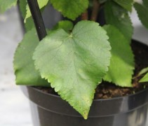 Morus Alba 'Fruitless'  blad