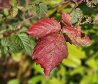 Rubus fruticosus 'Chester Thornless' - Doornloze braam 'Chester Thornless' - 1