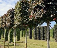 Fagus sylvatica 'Atropunicea' - Rode beuk - 3