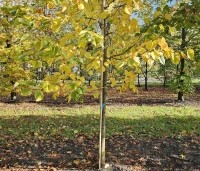 Tilia x europaea 'Euchlora' - Linde - 2