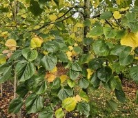 Tilia x europaea 'Euchlora' - Linde - 3