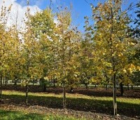 Tilia x europaea 'Euchlora' - Linde - 1