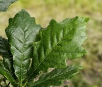Quercus warei 'Regal Prince' - Eik 'Regal Prince' - blad in juni
