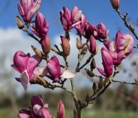 Magnolia 'Starburst' - Magnolia 'Starburst' - 3