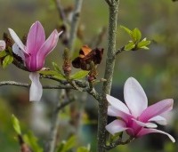 Magnolia 'Starburst' - Magnolia 'Starburst' - 2