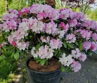 Rhododendron yakushimanum 'Silberwolke' - Rododendron  - 4