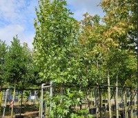 Liquidambar styraciflua 'Oakville Highlight' - Zuilvormig groeiende amberboom - 1
