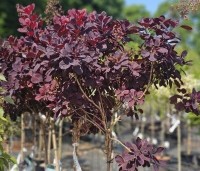 Cotinus coggygria 'Royal Purple' - Rode Pruikenboom - boompjes op stam
