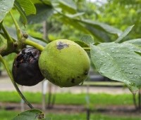 Juglans regia 'Cyril' - Walnoot 'Cyril' - 1