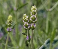 Lavandula angustifolia 'Hidcote' - Lavendel 'Hidcote' - 1