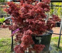 Acer palmatum 'Jerre Schwartz'