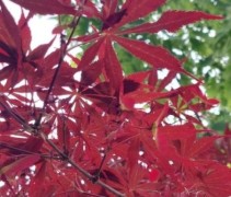 Japanse Esdoorn 'Sumi-Nagashi' blad in de zon

