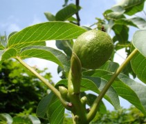 Juglans regia 'Buccaneer' met verse noten