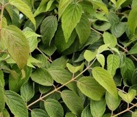 Viburnum plicatum 'Mariesii' - Japanse Sneeuwbal 'Mariesii' - 2