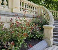 Photinia fraseri 'Red Robin'  - Glansmispel - 1