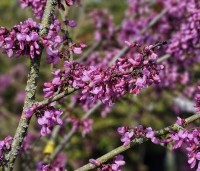 Cercis siliquastrum - Judasboom - 1