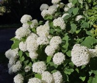 Hydrangea arb. 'Incrediball Strong Annabelle'  - Hortensia 'Incrediball Strong Annabelle' - 1
