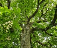 Aesculus hippocastanum - Witte paardenkastanje - 5