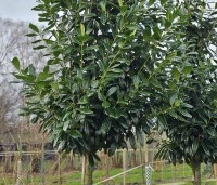 Prunus laurocerasus 'Novita' - Laurierkers - 1