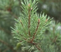 Pinus sylvestris - Grove den - 2