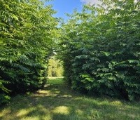Pterocarya fraxinifolia - Vleugelnoot - doorgang boog tussen 2 bossages vleugelnoot