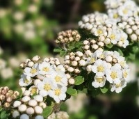 Spiraea nipponica 'Snowmound' - Spierstruik 'Snowmound' - vakbeplanting  - 3