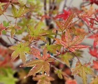 Acer palmatum 'Deshojo' - Japanse Esdoorn 'Deshojo' - herfst