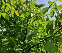 Juglans regia 'Rita' 