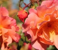 Rosa (H) 'Westerland' - Klimroos Westerland - 1