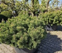 Pinus mugo mugo - Bergden - 2