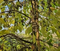 Styrax japonicus - Storaxboom - zaden in november