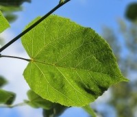 Tilia x europaea 'Euchlora' - Linde - 2
