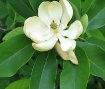 Magnolia wilsonii witte tulpvormige bloem, vorming van de rode meeldraden in het hart van de bloem komt in een later stadium van de bloei
