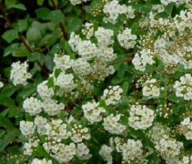 Spiraea vanhouttei