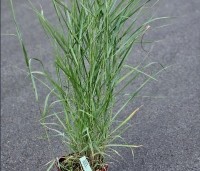 Panicum virgatum 'Prairie Sky' - Vingergras 'Prairie Sky' - 1