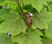 Acer pseudoplatanus - Gewone esdoorn - 1