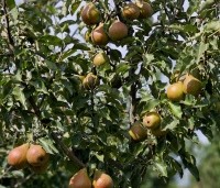 Pyrus com. 'Gieser Wildeman"  - Pyrus com. 'Gieser Wildeman"  - 3