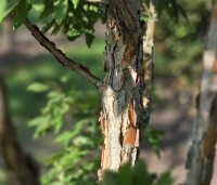 Acer triflorum - Driebloemige esdoorn - 3